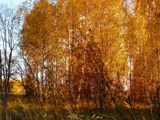 36231 (a): :1024x768